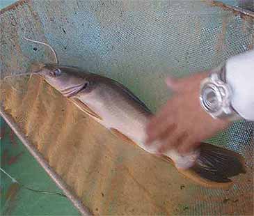 2051_Widehead Catfish_Clarotes laticeps.jpg